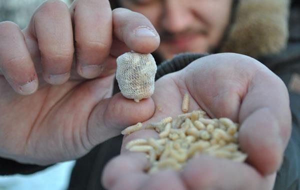 Momeala vie la orice ora, in Bucuresti.